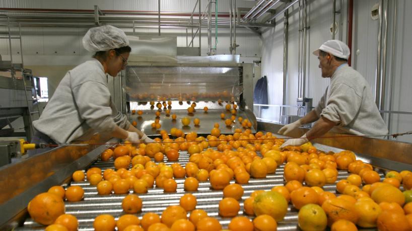 Curso de Formación de Embalador Frutícola
