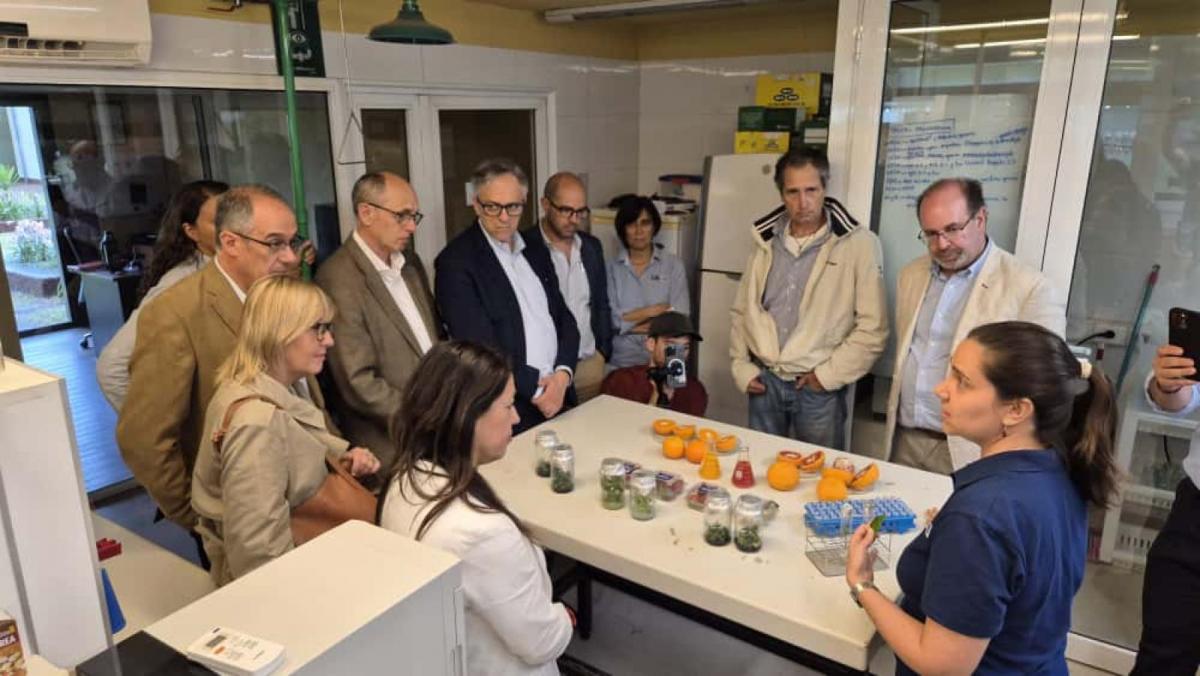 La citricultura uruguaya se atrinchera ante el avance del HLB, su mayor amenaza