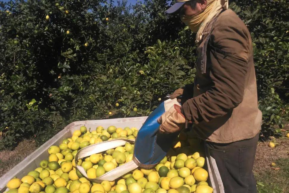 Se duplicó el envío de cítricos a la Unión Europea