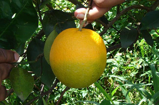 Cuando la negación cuesta millones: ¿el verdadero riesgo del cítrico en Latinoamérica?