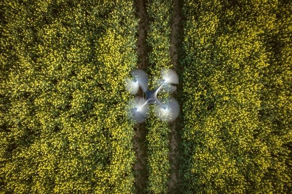 En China usan drones que transportan hasta 4 toneladas de cítricos al día desde los campos