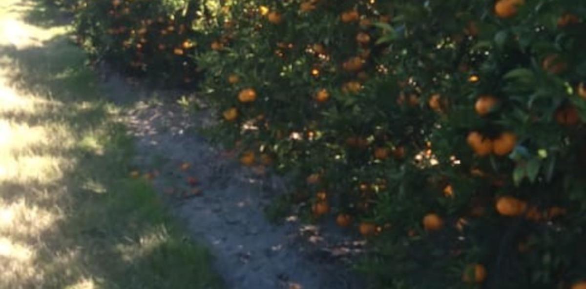 “No conviene cosechar”: la drástica decisión de los productores de una de las frutas más consumidas por los bajos precios